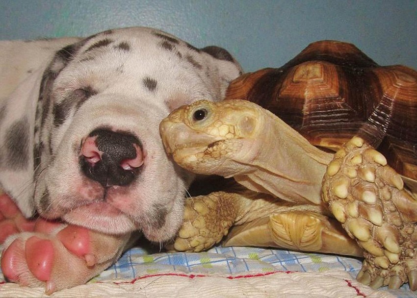 “熊猫体育公司”挪威公布新移民法草案 将遣返无申根签证难民(图3) 熊猫体育首页