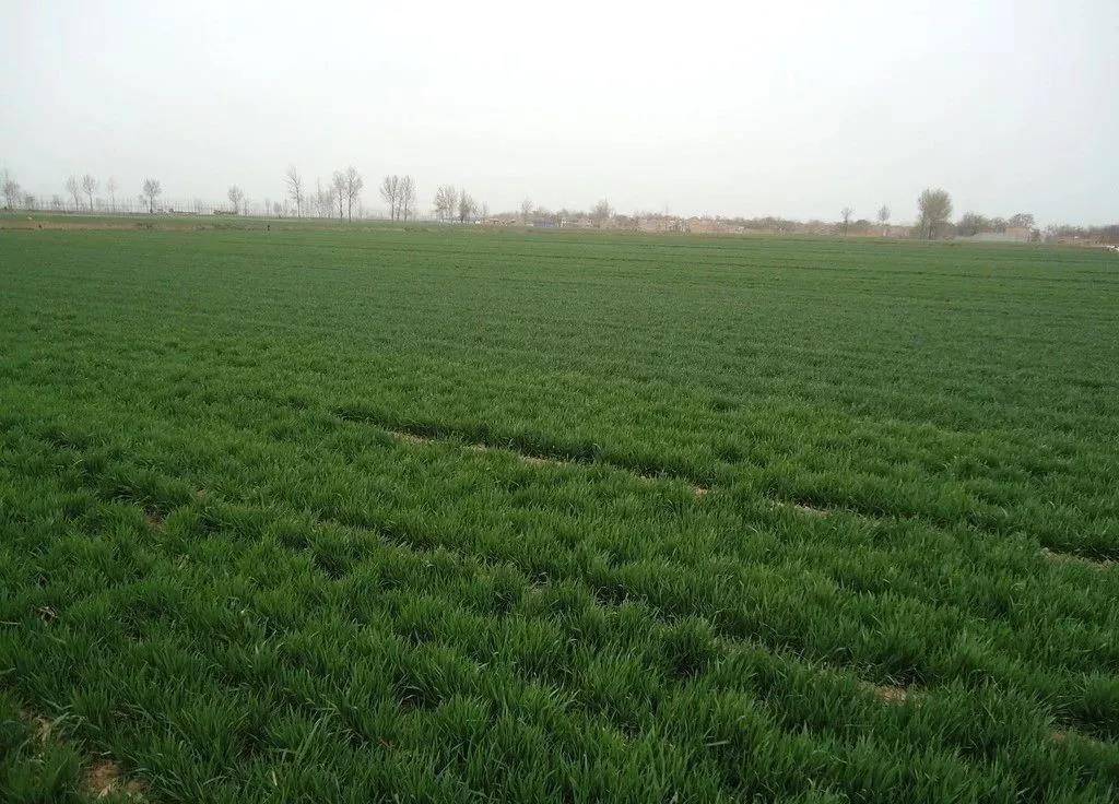 偷懒没配音!《三颗星彩色冒险》预告PV公开_熊猫体育(图1) 熊猫体育首页