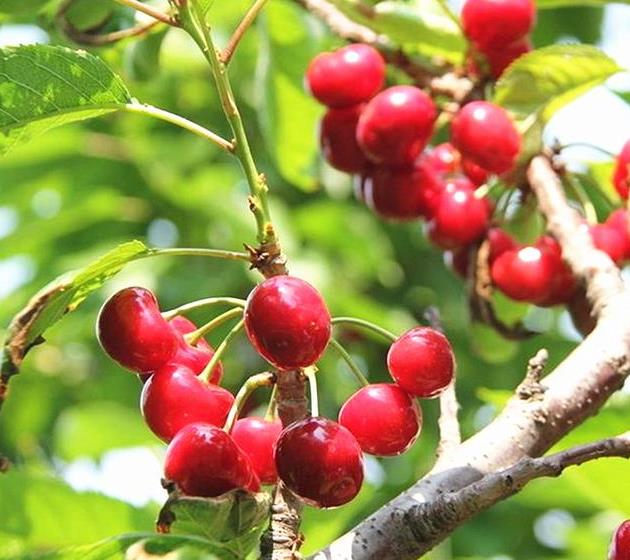 《零之使魔》纪念画册发售 露易丝带你重温往日记忆“熊猫体育公司”(图1) 熊猫体育