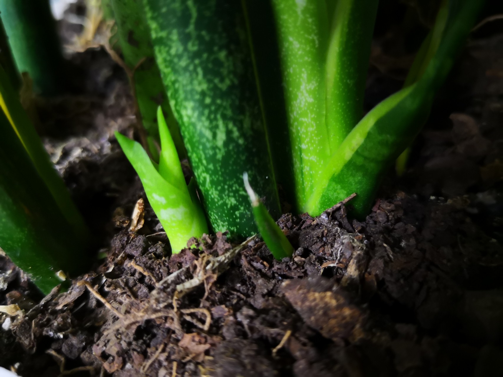 熊猫体育-1月新番《校园女生强袭者》PV公开 又是福利多多(图2) 熊猫体育